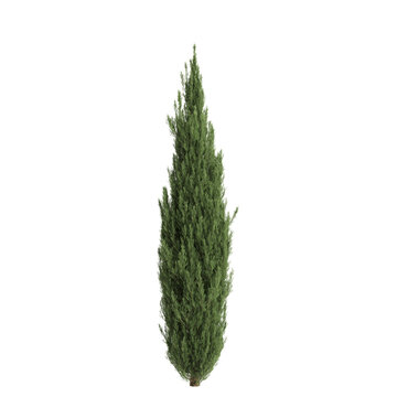 Cupressus sempervirens trees 3d illustration on transparent background