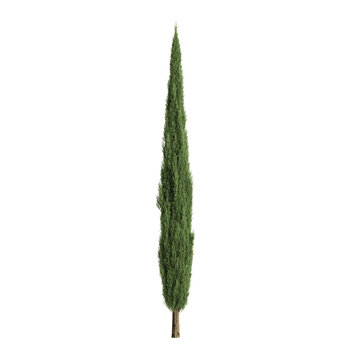 Cupressus sempervirens trees 3d illustration on premium background