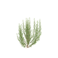 Fototapeta premium Rosemary tree 3d illustration on transparent background