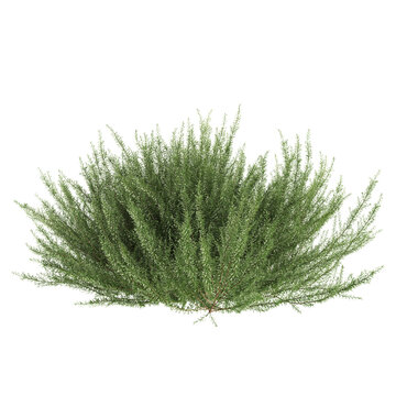 Rosemary tree 3d illustration on transparent background