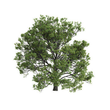 Quercus faginea tree 3d illustration on transparent background
