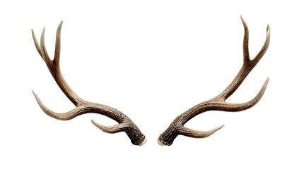 Obraz premium Deer Antlers Pair Rustic Brown Bone Natural Branching Structure Isolated on transparent background