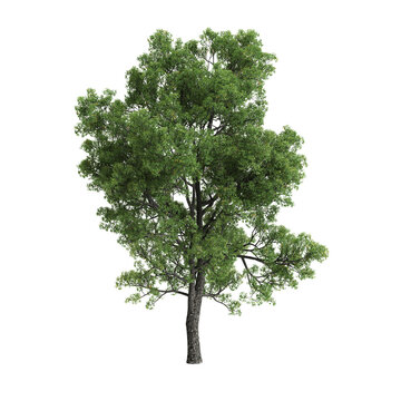 Quercus faginea tree 3d illustration on transparent background