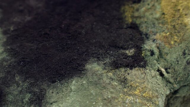 Green mold on food circle rotation close up