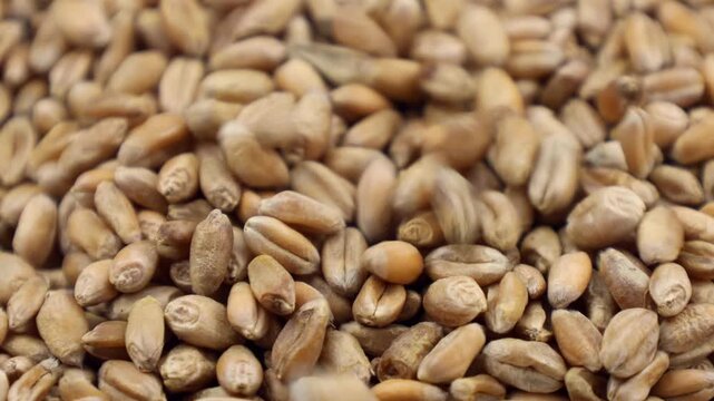 Dried wheat seeds falling down close up
