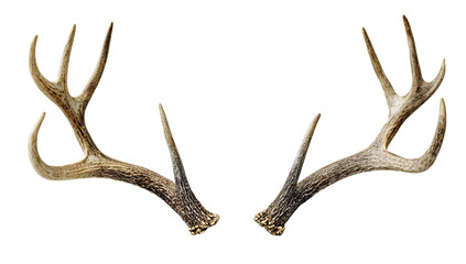 Deer Antlers Pair Displayed Symmetrically on Black Background Isolated on transparent background