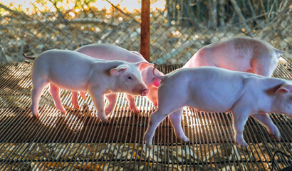 Group of cute white piglets in pig farm pen, young piglets livestock farming © NARONG