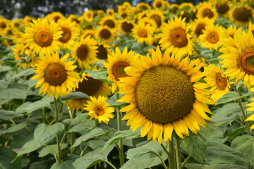 A field of sunflower flowers, Qu&eacute;bec, Canada