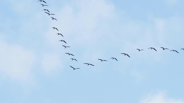Greater white-fronted geese (Anser albifrons) flying in v formation against blue sky