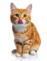 Obraz premium Ginger tabby kitten sits, tongue sticking out, white backdrop, curious, adorable