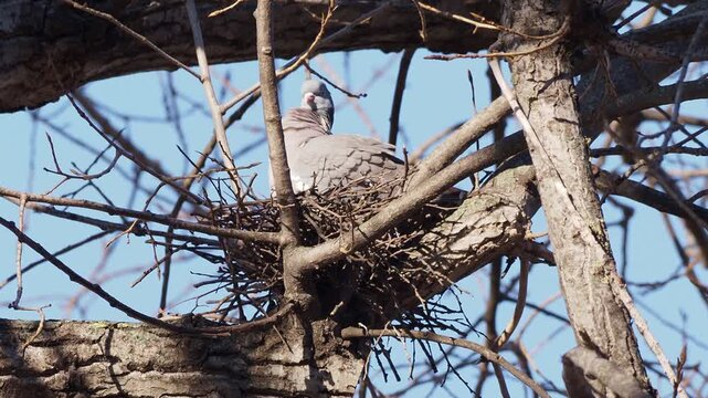 Wood Pigeon (Columba palumbus) on the nest in early spring