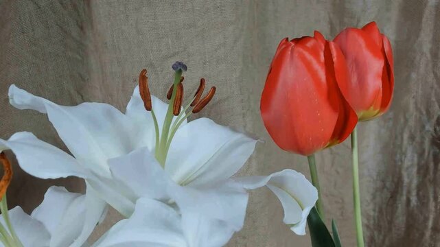 Time lapse blooming white Calla lily (Zantedeschia aethiopica)