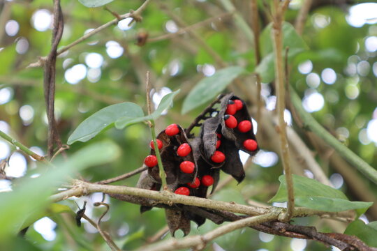 Abrus precatorius seeds, Abrus precatorius, commonly known as jequirity bean or rosary pea, is a herbaceous flowering plant in the bean family Fabaceae