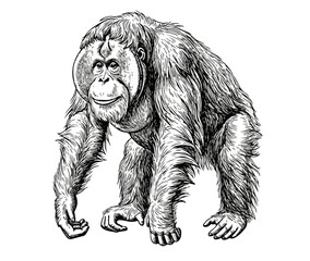 Male Orangutan Sketch - Realistic Primate Illustration on White Background © Vector 4 You