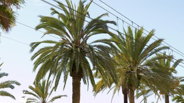 Tall green palm trees viewed from below with electrical wires crossing the scene against a bright blue sky. Windy day.