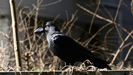住宅街のカラス