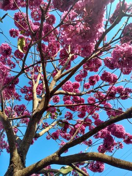 Ip&ecirc; roxo no cerrado do centro oeste do brasil em mato grosso