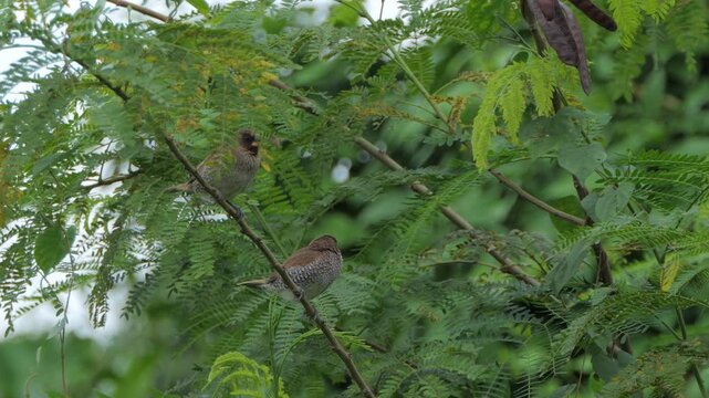 Scaly-breasted Munia bird, Lonchura punctulata, perching on tree in nature.