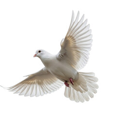 Fototapeta premium White dove in flight isolated on transparent background