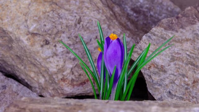 Spring crocus grows between stones and opens bud in timelapse.