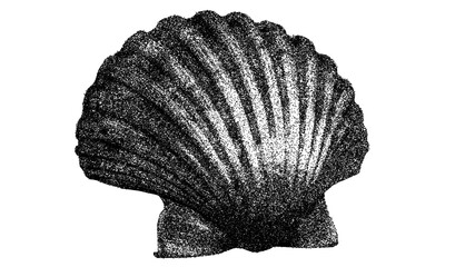 Black and white scallop shell fragment illustration isolated with clipping path. © Hnnylanb