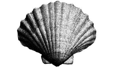 Black and white scallop shell illustration isolated with clipping path © Hnnylanb