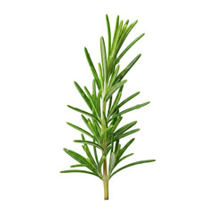 Fototapeta premium Meticulously fresh rosemary sprig with vibrant green leaves, glistening water droplets, razor-sharp focus against a transparent background with copy space. Concept of natural purity and freshness