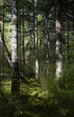 Obraz premium Old growth forest in the morning, Jiuzhaigou, Sichuan, China