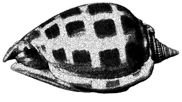 Black and white spotted cone shell illustration isolated with clipping path.