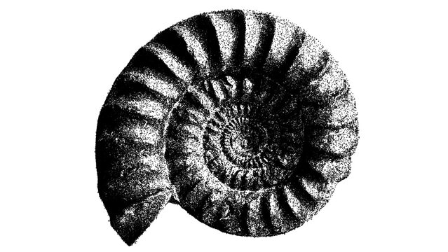 Black and white ammonite fossil illustration isolated with clipping path.