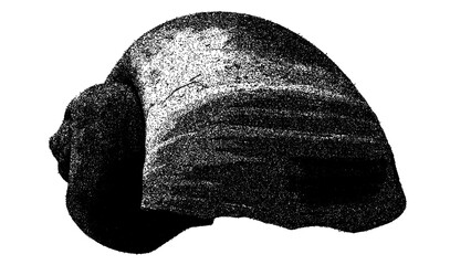 Black and white bivalve shell illustration isolated with clipping path. © Hnnylanb