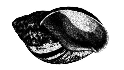 Black and white bivalve shell illustration isolated with clipping path. © Hnnylanb