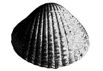 Black and white cockle shell illustration isolated with clipping path © Hnnylanb