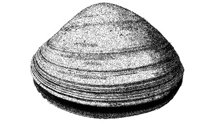 Black and white clam shell illustration isolated with clipping path. © Hnnylanb