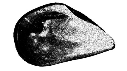 Black and white mussel shell illustration isolated with clipping path. © Hnnylanb