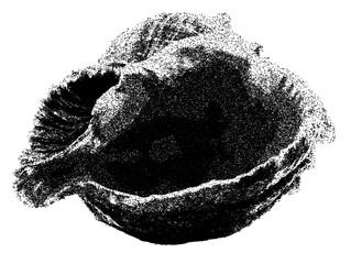 Black and white open oyster shell illustration isolated with clipping path © Hnnylanb