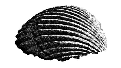 Black and white ribbed shell illustration isolated with clipping path. © Hnnylanb