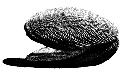 Black and white ribbed bivalve shell illustration isolated with clipping path. © Hnnylanb