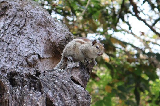 An adorable squirrel on a tree, habituated to humans