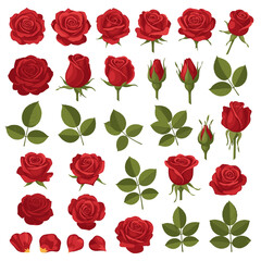 Fototapeta premium Collection of Red Rose Flowers and Buds