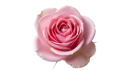 Pink rose isolated on transparent background png image