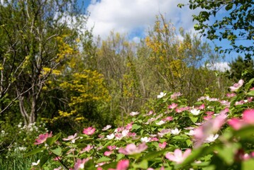 Fototapeta premium Pink and white dogwood flowers in bloom with yellow-green trees in spring forest background.