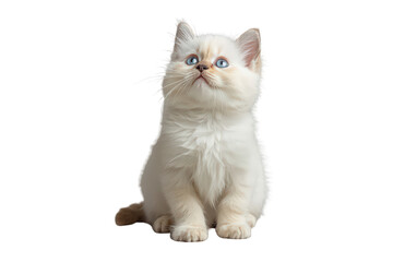 Obraz premium Little fluffy cream kitten with piercing blue eyes sitting and looking up, adorable baby domestic animal on transparent background
