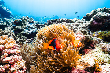 Symbiotic relationship between clownfish and sea anemone underwater