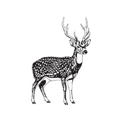 Fototapeta premium Vector illustration of a spotted deer with antlers