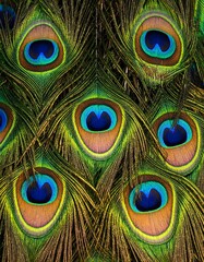 Fototapeta premium Iridescent peacock feathers with vibrant blue, green, and gold eyes, detailed texture