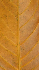 Obraz premium Vertical background of brown dried jackfruit leaf vein pattern and texture. For graphic design, 3D rendering and banners