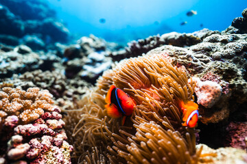 Two clownfish living in sea anemone in tropical underwater reef