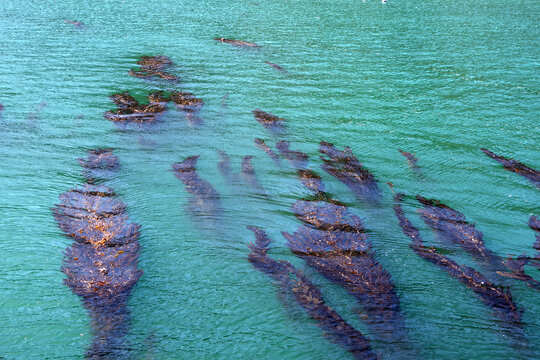Kelp floating in the ocean water