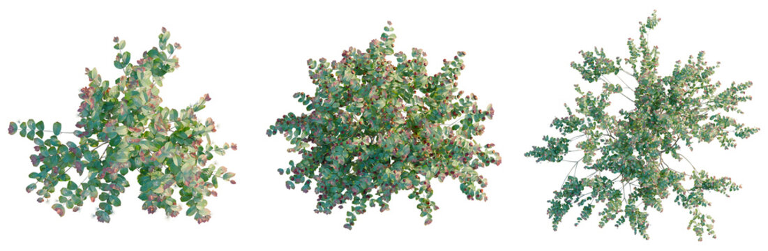 Eugenia uniflora tree plan, top view, cutout, transparent background, isolate, Delicate Emerald Foliage Branch, Detailed Botanical Illustration, Natural Elements, Springtime, Lush Greenery